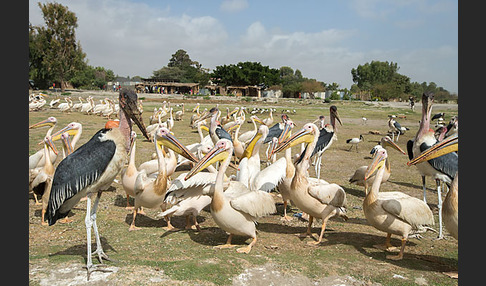 Marabu (Leptoptilos crumiferus)