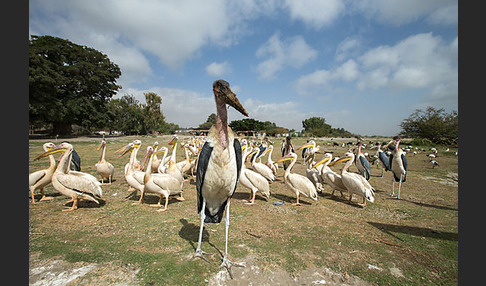 Marabu (Leptoptilos crumiferus)