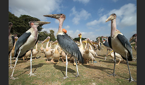 Marabu (Leptoptilos crumiferus)