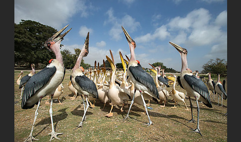 Marabu (Leptoptilos crumiferus)