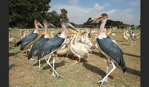 Marabu (Leptoptilos crumiferus)