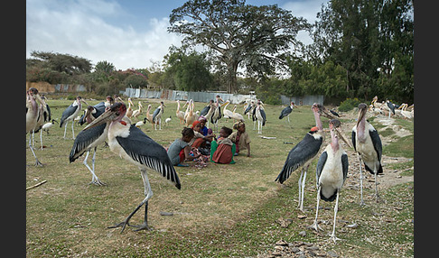 Marabu (Leptoptilos crumiferus)