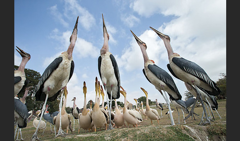 Marabu (Leptoptilos crumiferus)