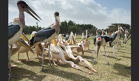 Marabu (Leptoptilos crumiferus)