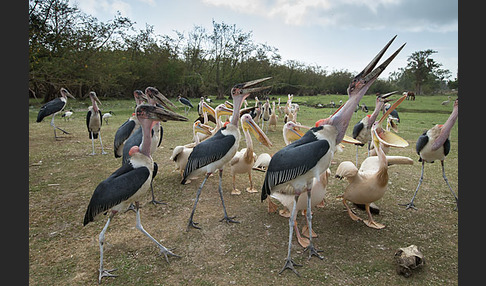 Marabu (Leptoptilos crumiferus)