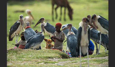 Haushund (Canis lupus familiaris)