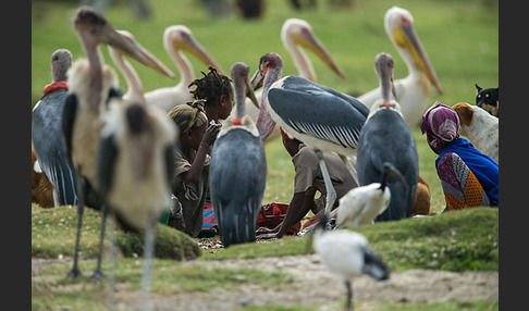 Marabu (Leptoptilos crumiferus)