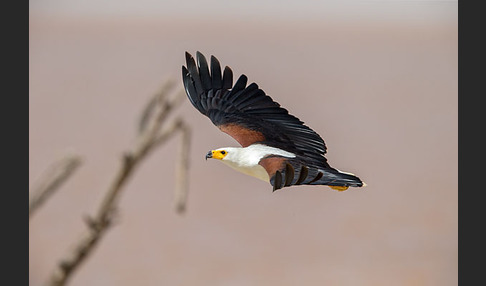 Schreiseeadler (Haliaeetus vocifer)