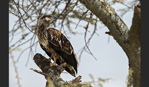 Schreiseeadler (Haliaeetus vocifer)