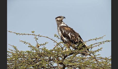 Schreiseeadler (Haliaeetus vocifer)