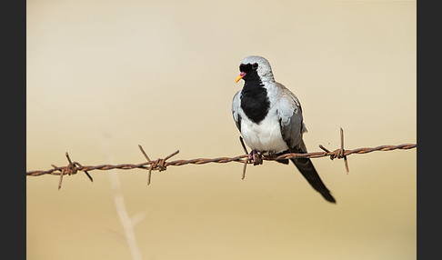 Kaptäubchen (Oena capensis)