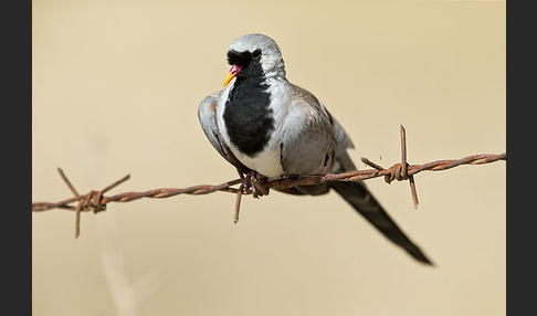 Kaptäubchen (Oena capensis)