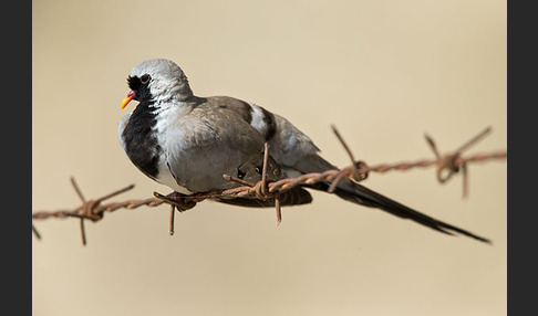 Kaptäubchen (Oena capensis)