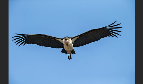 Marabu (Leptoptilos crumiferus)