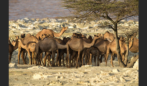 Dromedar (Camelus dromedarius)