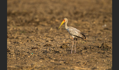 Nimmersatt (Mycteria ibis)