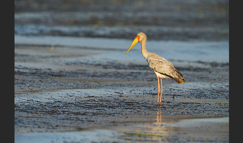 Nimmersatt (Mycteria ibis)