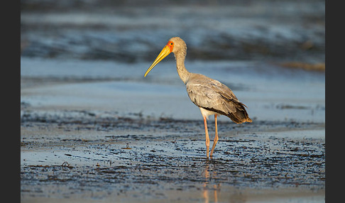 Nimmersatt (Mycteria ibis)