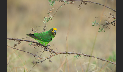 Schoapapagei (Poicephalus flavifrons)