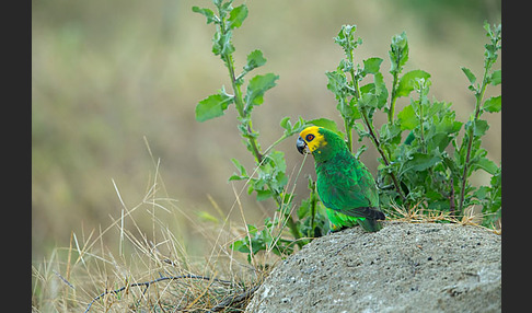 Schoapapagei (Poicephalus flavifrons)