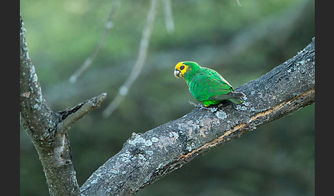 Schoapapagei (Poicephalus flavifrons)