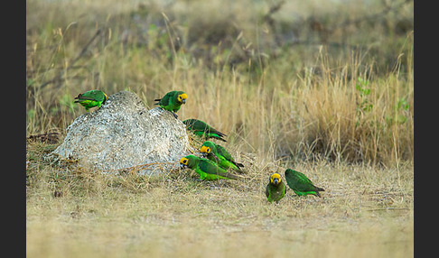 Schoapapagei (Poicephalus flavifrons)