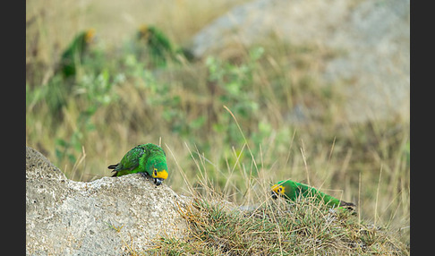 Schoapapagei (Poicephalus flavifrons)