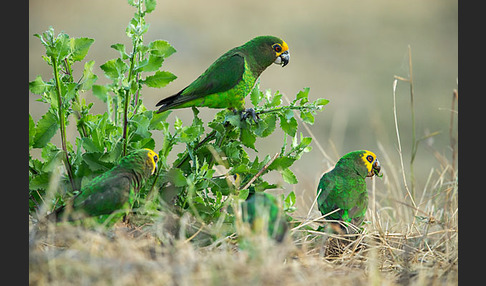 Schoapapagei (Poicephalus flavifrons)