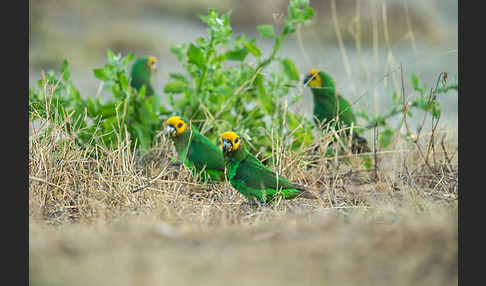 Schoapapagei (Poicephalus flavifrons)