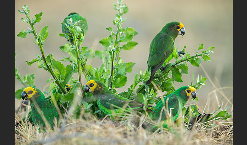 Schoapapagei (Poicephalus flavifrons)