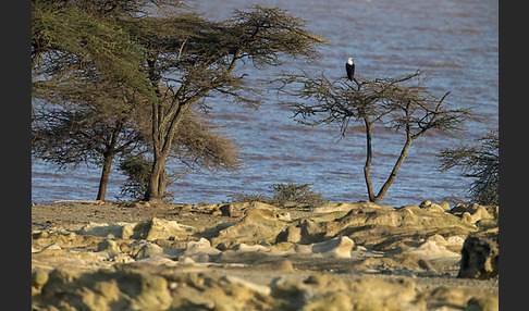 Schreiseeadler (Haliaeetus vocifer)