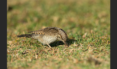 Wendehals (Jynx torquilla)