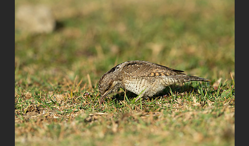 Wendehals (Jynx torquilla)