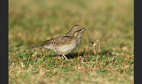 Wendehals (Jynx torquilla)