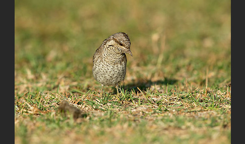 Wendehals (Jynx torquilla)