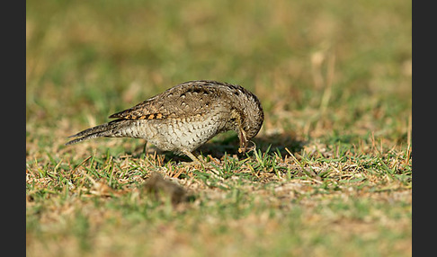 Wendehals (Jynx torquilla)