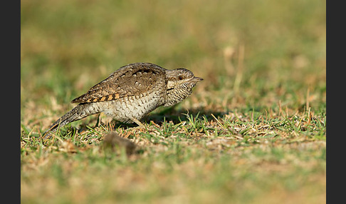 Wendehals (Jynx torquilla)