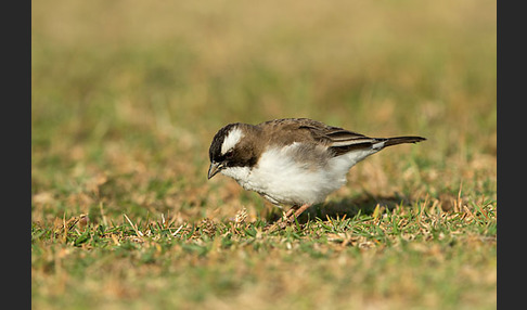 Mahaliweber (Plocepasser mahali)