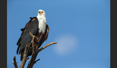 Schreiseeadler (Haliaeetus vocifer)