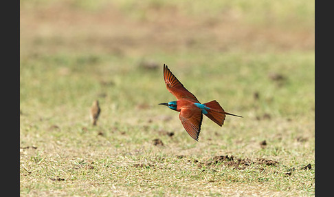 Scharlachspint (Merops nubicus)