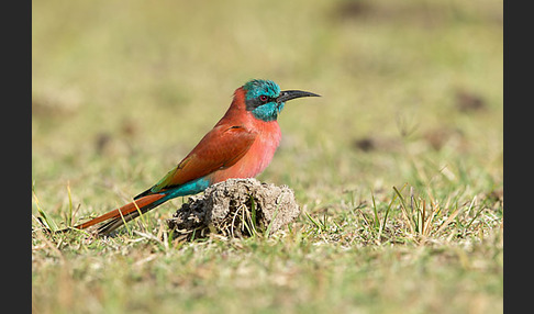 Scharlachspint (Merops nubicus)