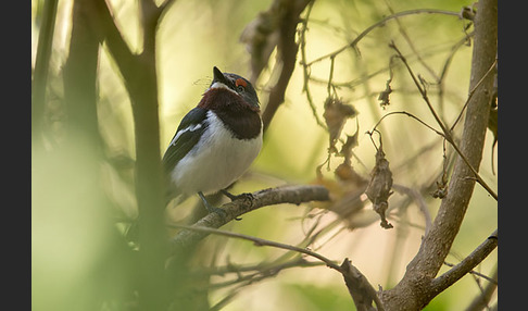 Lappenschnäpper (Platysteira cyanea)