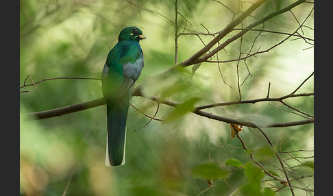 Narinatrogon (Apaloderma narina)