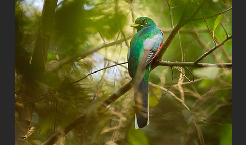 Narinatrogon (Apaloderma narina)