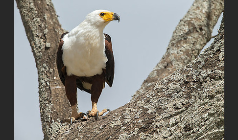 Schreiseeadler (Haliaeetus vocifer)