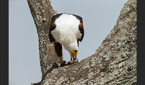 Schreiseeadler (Haliaeetus vocifer)