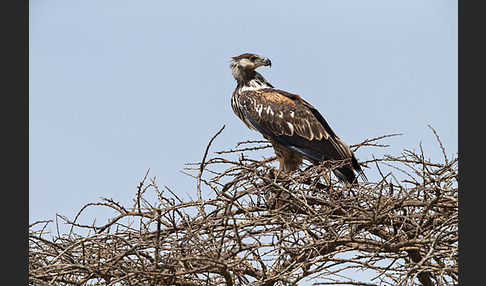 Schreiseeadler (Haliaeetus vocifer)