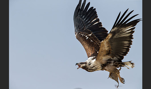 Schreiseeadler (Haliaeetus vocifer)