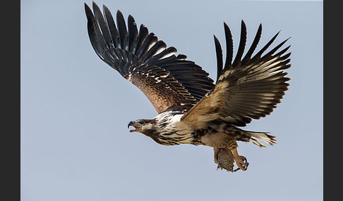 Schreiseeadler (Haliaeetus vocifer)