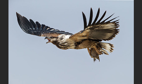 Schreiseeadler (Haliaeetus vocifer)